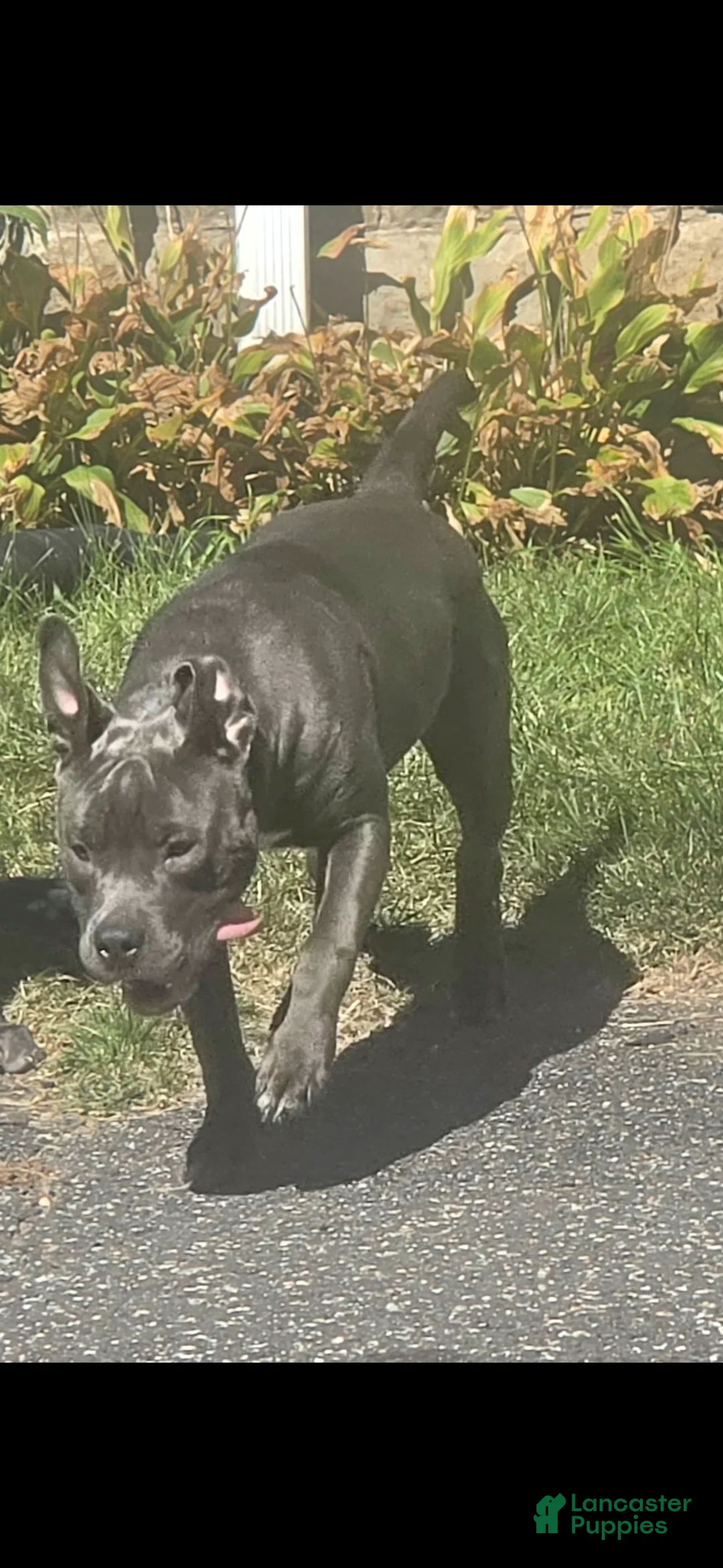 American Pit Bull Terrier dogs for sale: American Pit Bull Terrier 2 - Ad 1