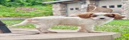 Cavapoo dogs for sale: Casper  - Ad 2