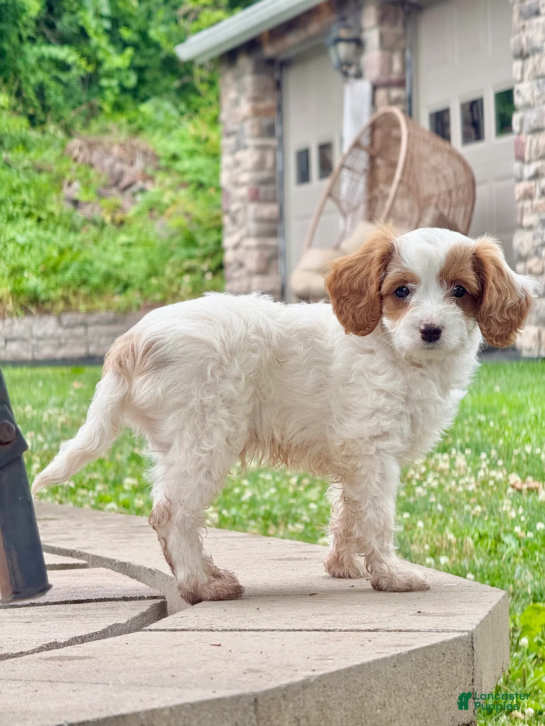 Cavapoo dogs for sale: Casper  - Ad 2