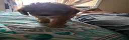Cavapoo dogs for sale: Cavapoo Puppy 1 - Ad 6