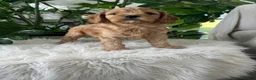 Cavapoo dogs for sale: Dakota  - Ad 4