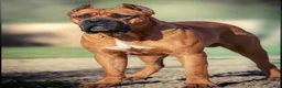 Cane Corso dogs for sale: Midnight Groove’s The Sweetest Taboo - Ad 11