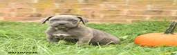 Cane Corso dogs for sale: Fancy - Ad 3