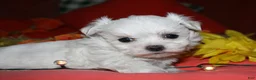 Maltese dogs for sale: Mable - Ad 11