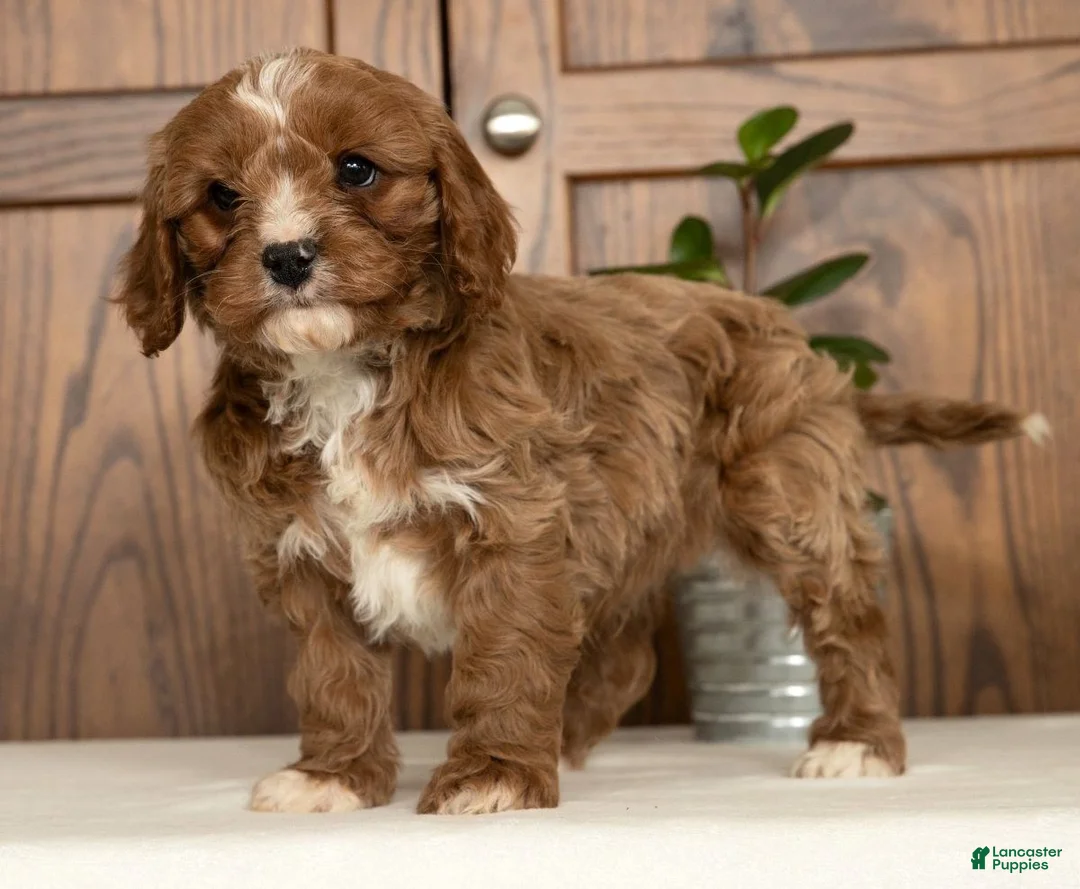 Cavapoo dogs for sale: Max - Ad 7