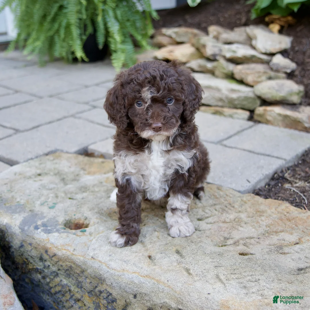 Mixed Breed dogs for sale: Fern - Ad 1