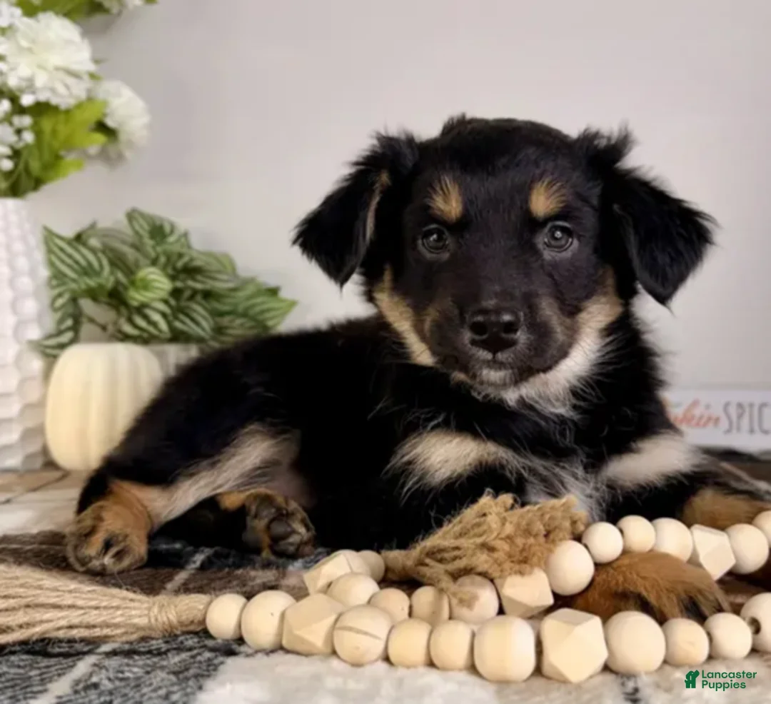 Mixed Breed dogs for sale: Mixed Breed Puppy 1 - Ad 2