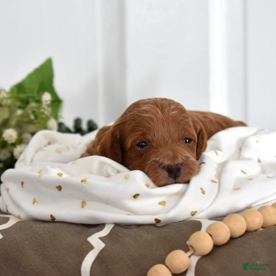 Toy Poodle dogs for sale: Patrick  - Ad 3