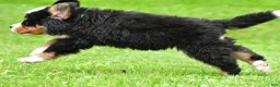 Bernese Mountain Dog dogs for sale: Nellie - Ad 6