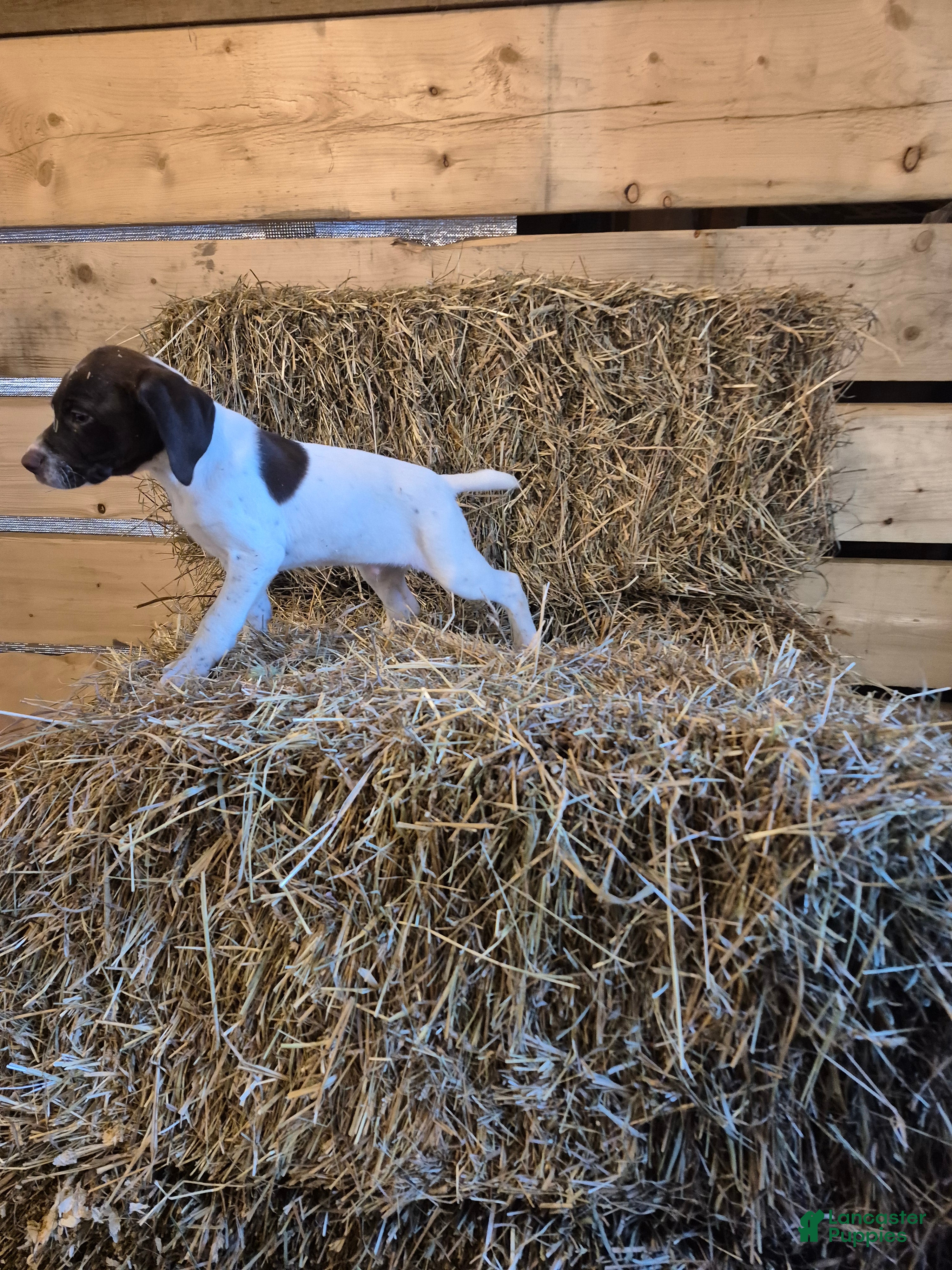 German Shorthaired Pointer dogs Bennett - Ad 2