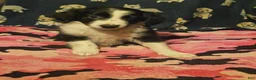 Chihuahua dogs for sale: Noddy (T-Cup) - Ad 22