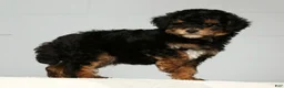 Miniature Poodle dogs for sale: Pepper - Ad 7