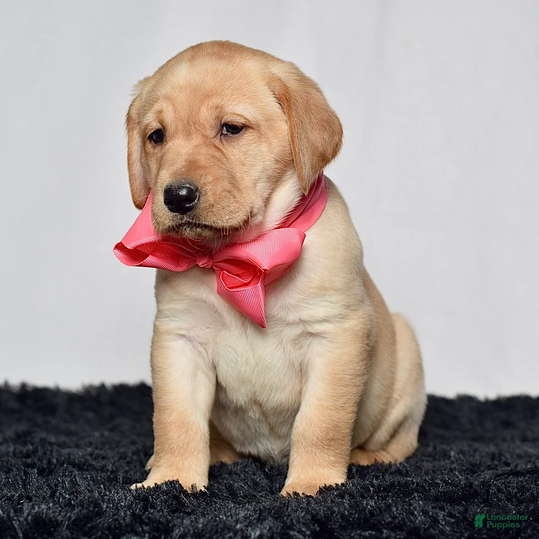 Labrador Retriever dogs for sale: Ivy - Ad 2