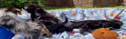 Shorkie dogs for sale: Shorkie 3 - Ad 6