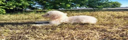Mini Goldendoodle dogs for sale: Mini Goldendoodle 7 - Ad 3