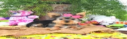 Yorkshire Terrier dogs for sale: Tanjo - Ad 5