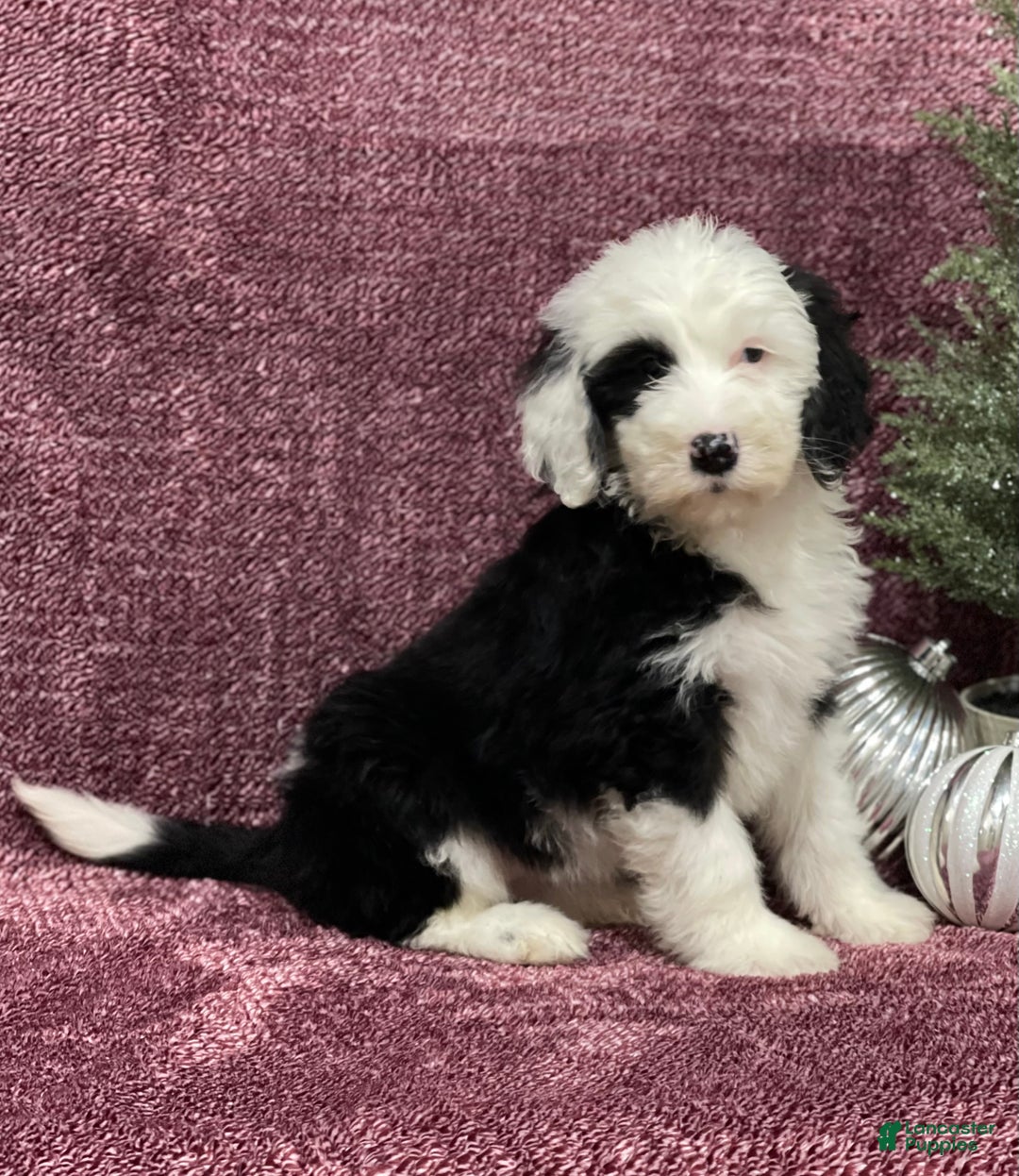 Sheepadoodle dogs for sale: Kate - Ad 4