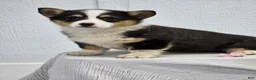 Welsh Corgi Pembroke dogs for sale: Jill - Ad 5