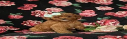 Cavapoo dogs for sale: Gracie Hypoallergenic - Ad 3