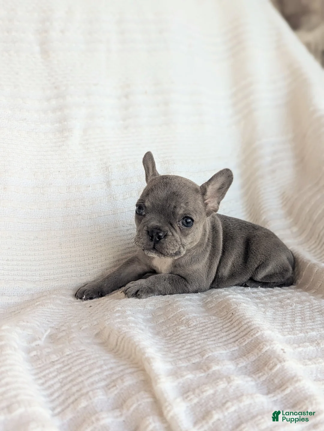 French Bulldog dogs for sale: Milo - Ad 1