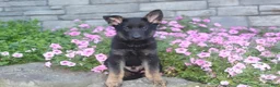 German Shepherd dogs for sale: Buddy  - Ad 4