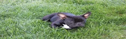 French Bulldog dogs for sale: Emily - Ad 2