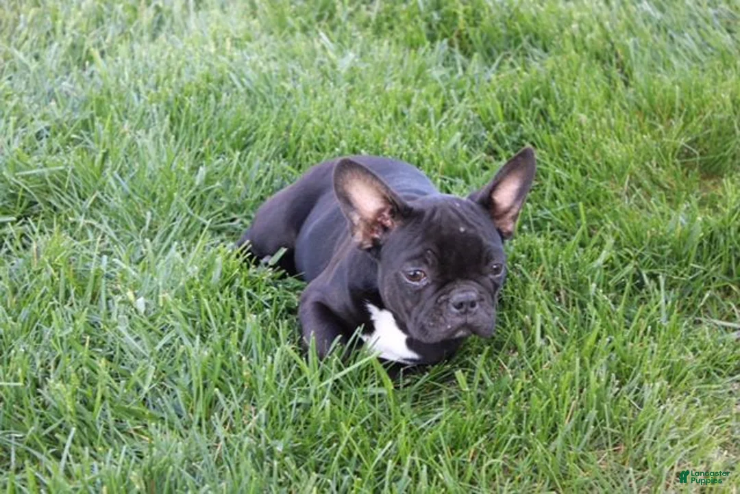French Bulldog dogs for sale: Emily - Ad 2