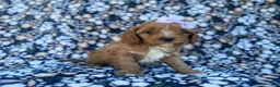 Cavapoo dogs for sale: Nessa - Ad 2