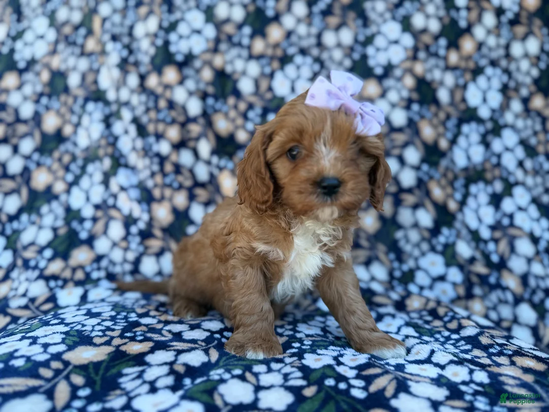 Cavapoo dogs for sale: Nessa - Ad 2