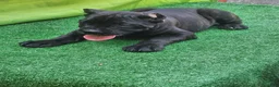 Cane Corso dogs for sale: SKY - Ad 9