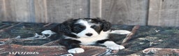 Mixed Breed dogs for sale: Oreo - Ad 2