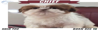 Chief