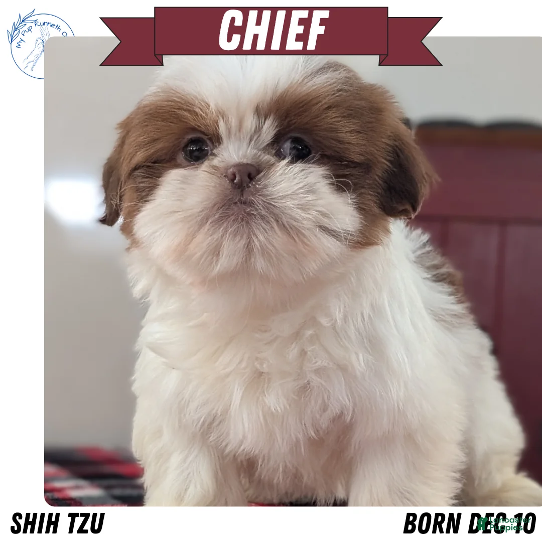 Shih Tzu dogs for sale: Chief - Ad 1