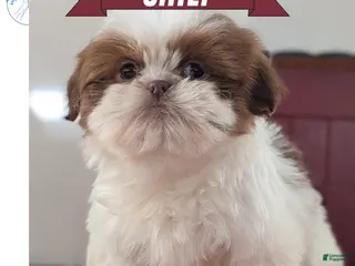 Shih Tzu dogs Chief - Ad 18