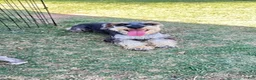Miniature Schnauzer dogs for sale: Ramsey - Ad 2