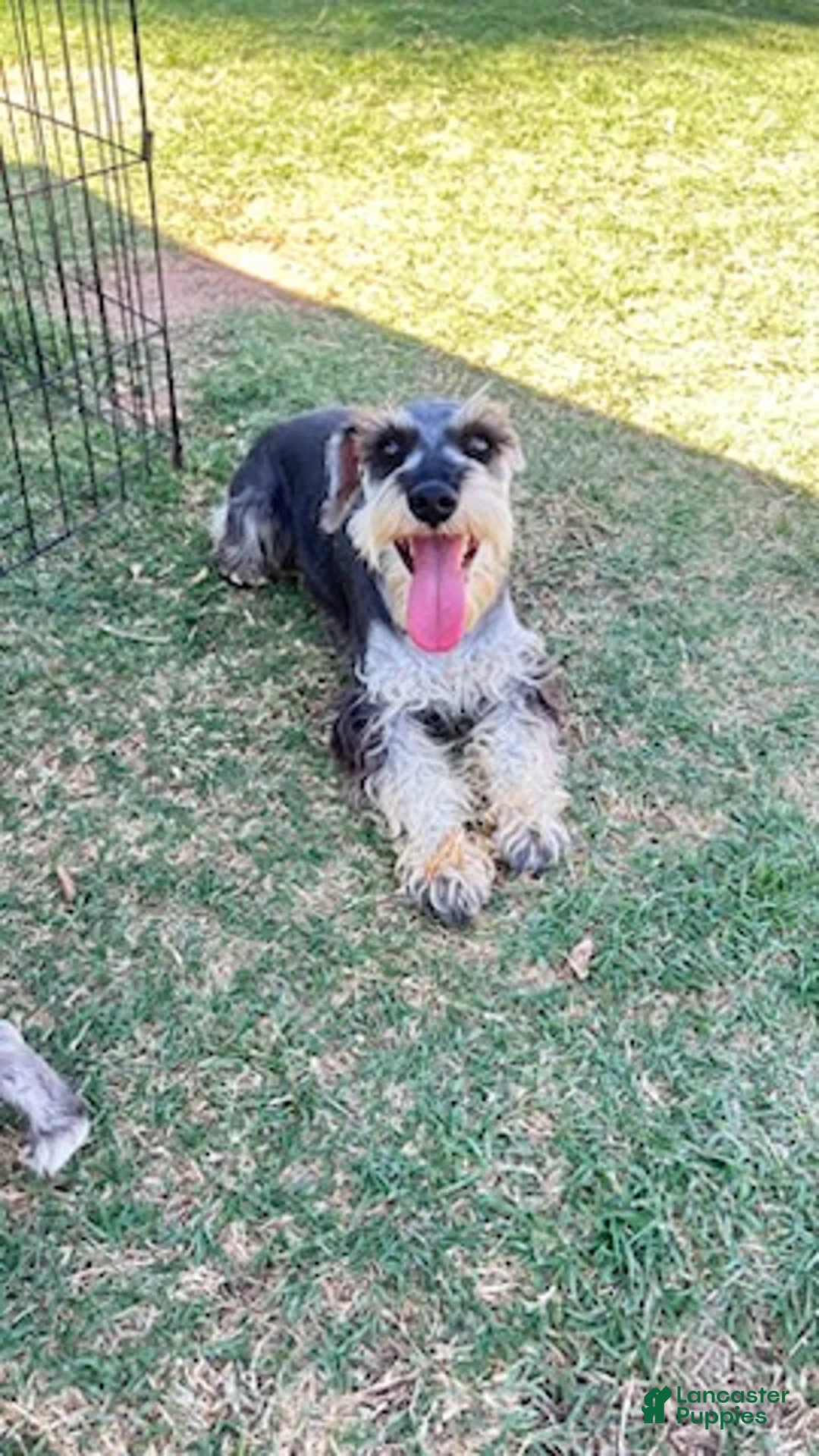 Miniature Schnauzer dogs for sale: Ramsey - Ad 2