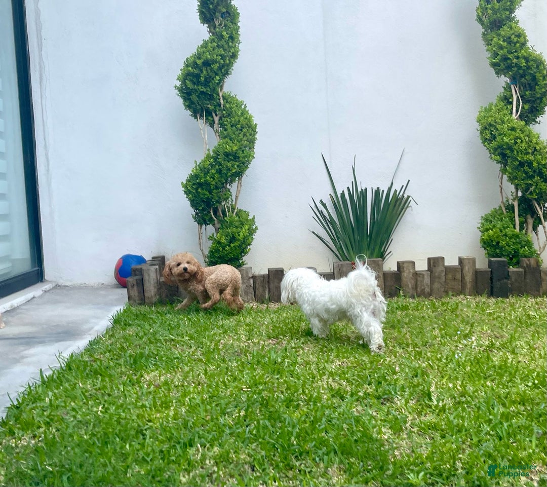 Maltipoo dogs for sale: Snowflake  - Ad 4