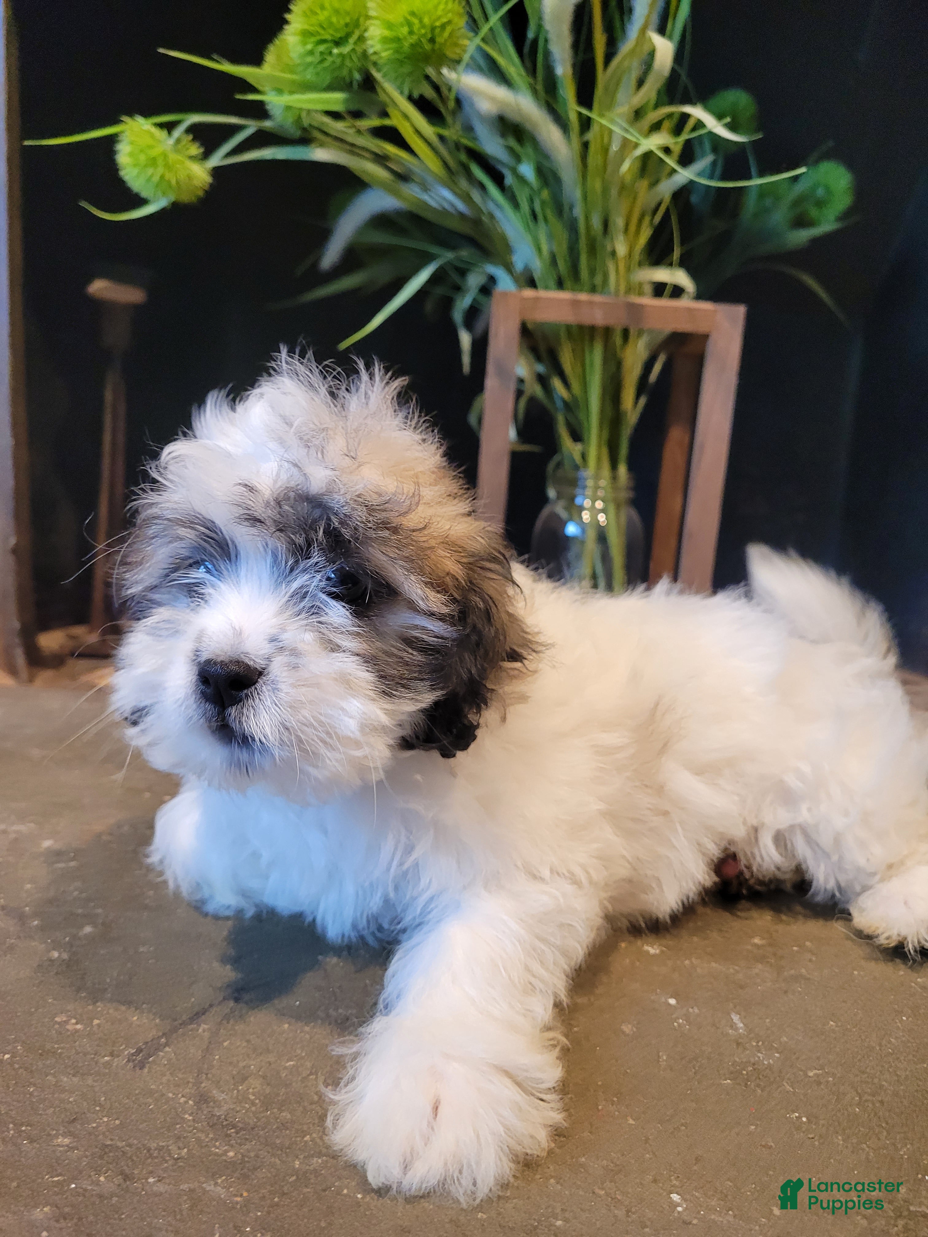 Lhasapoo dogs Daffodil - Ad 2