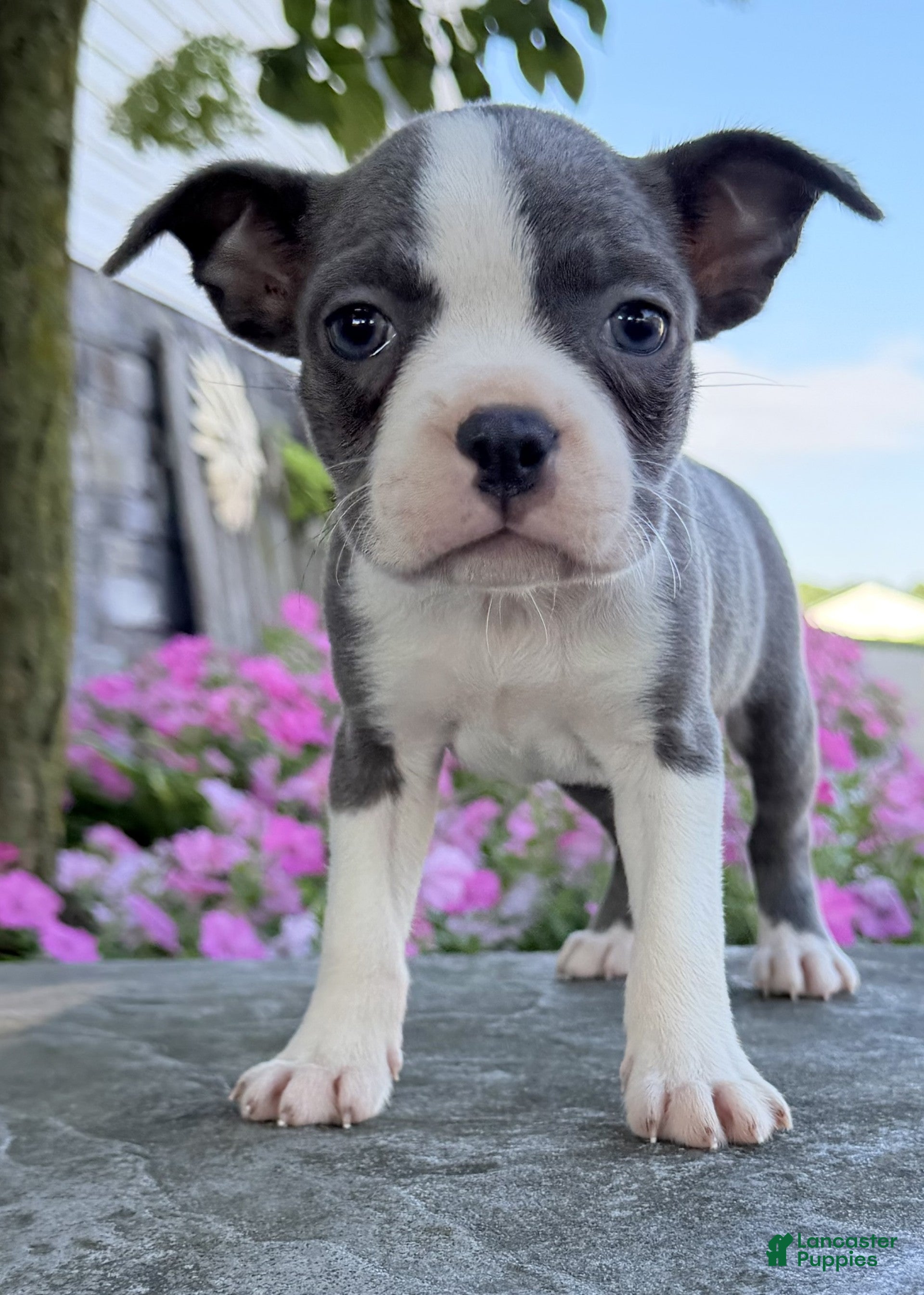Boston Terrier dogs Cece - Ad 2