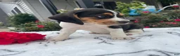 Beagle dogs for sale: Lady - Ad 2