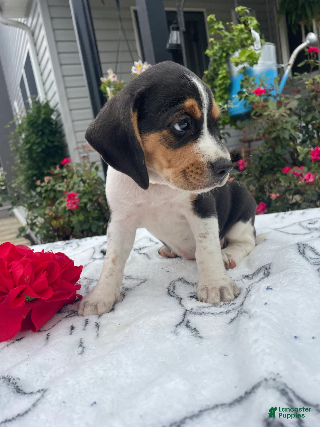 Beagle dogs for sale: Lady - Ad 2