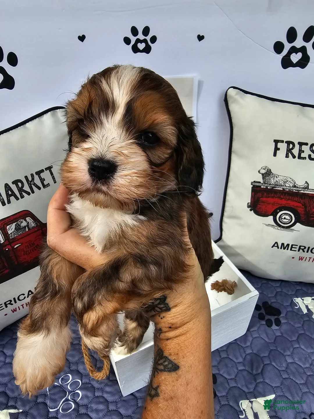 Mixed Breed dogs for sale: Boy 3 - Ad 1