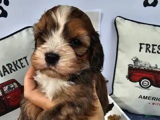 Mixed Breed dogs Boy 3 - Ad 15