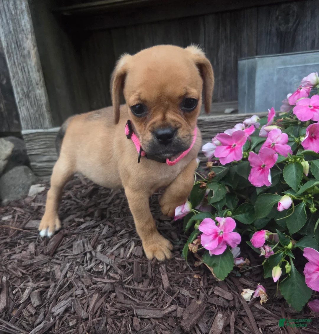 Puggle dogs for sale: Stella - Ad 7