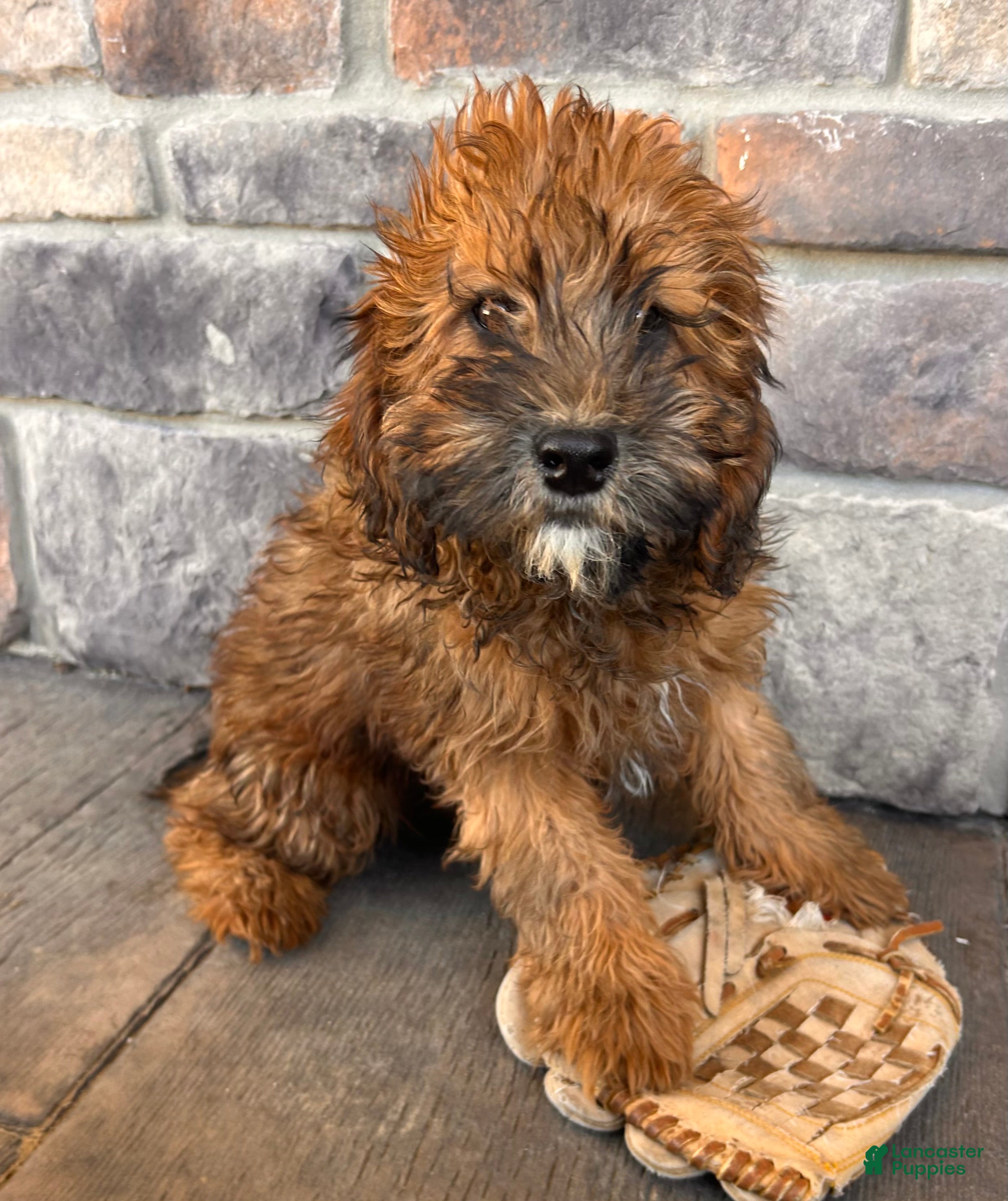 Whoodle dogs Ember - Ad 2