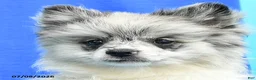 Pomeranian dogs for sale: Mandy - Ad 3