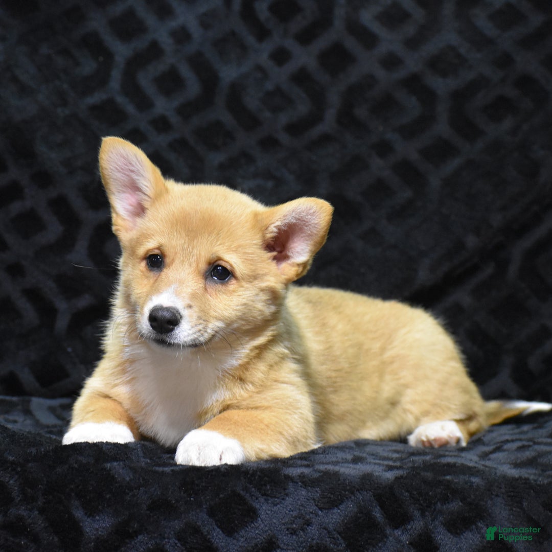 Welsh Corgi Pembroke dogs for sale: Mia - Ad 1
