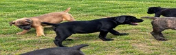 Cane Corso dogs for sale: Cane Corso 1 - Ad 8