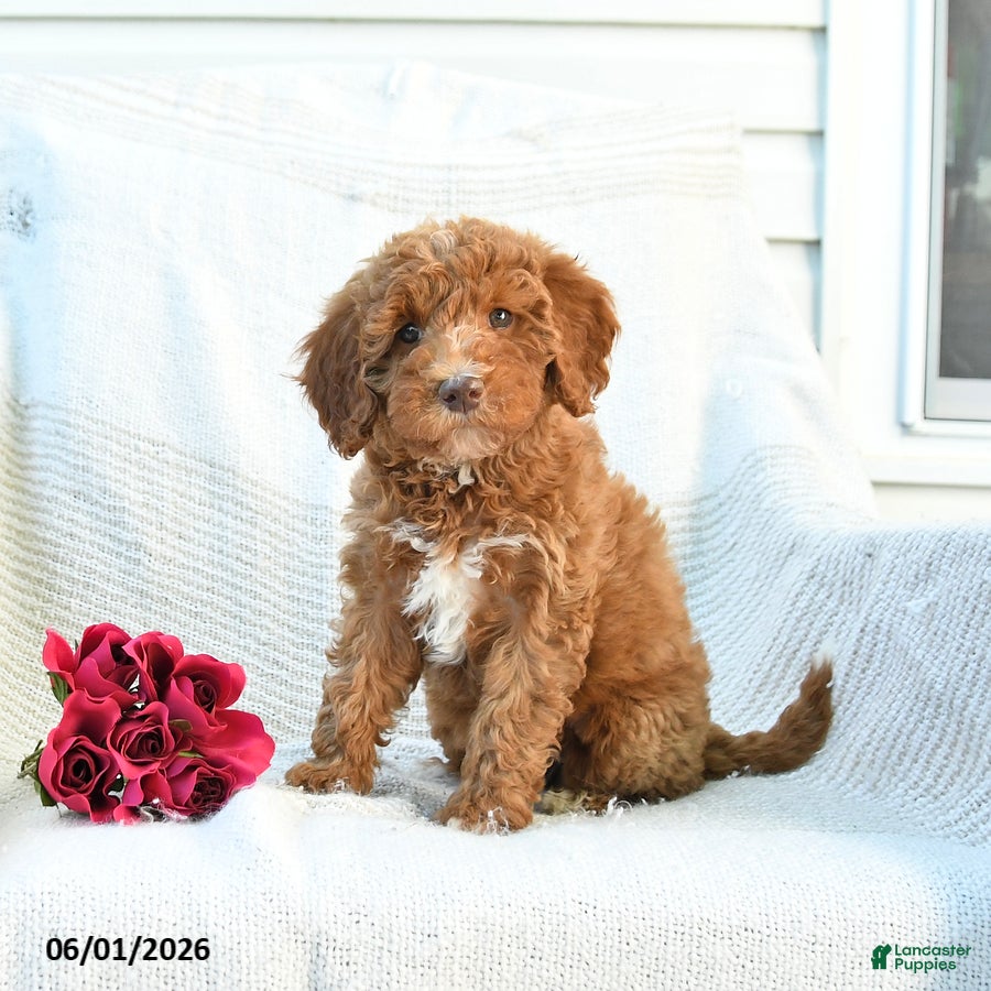 Mini Goldendoodle dogs Monica - Ad 1