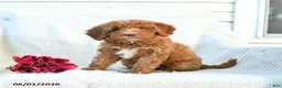 Mini Goldendoodle dogs for sale: Monica - Ad 6